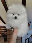 Pomeranian Szpic miniaturowy ZKwP FCI Zapowiedź miotu