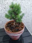 PICEA SPP - 4 anos