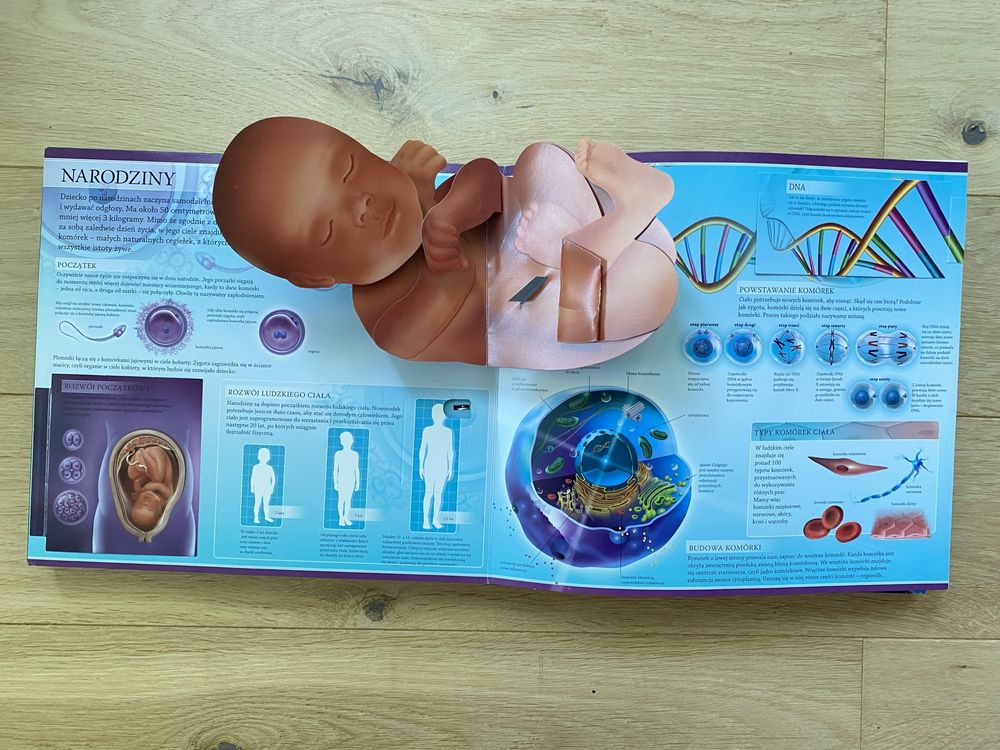 Aktywna Nauka Ludzkie ciało 3d pop up anatomia unikat bicie serca