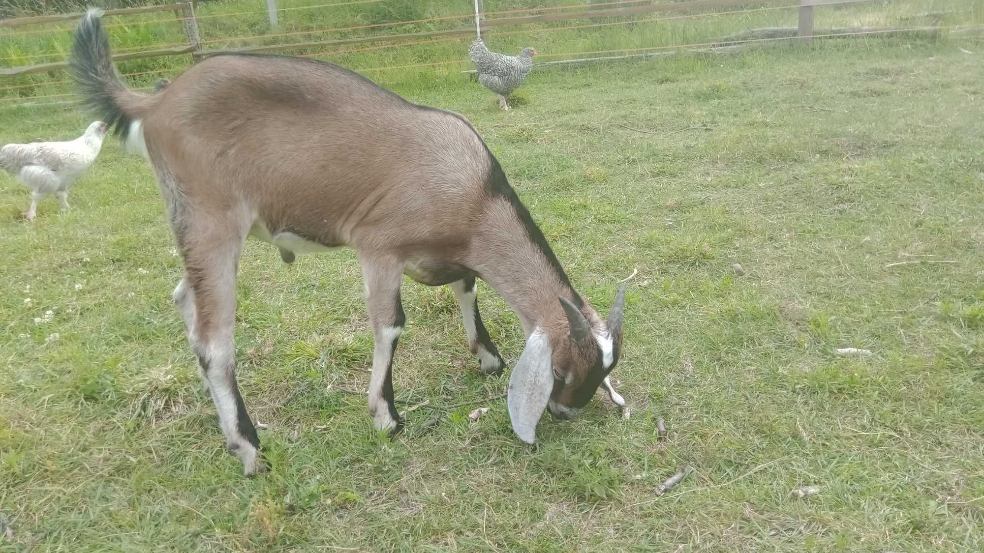 Koziołek Anglonubijski