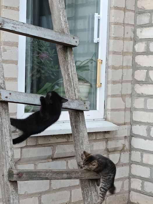 Котята шукають турботливу родину