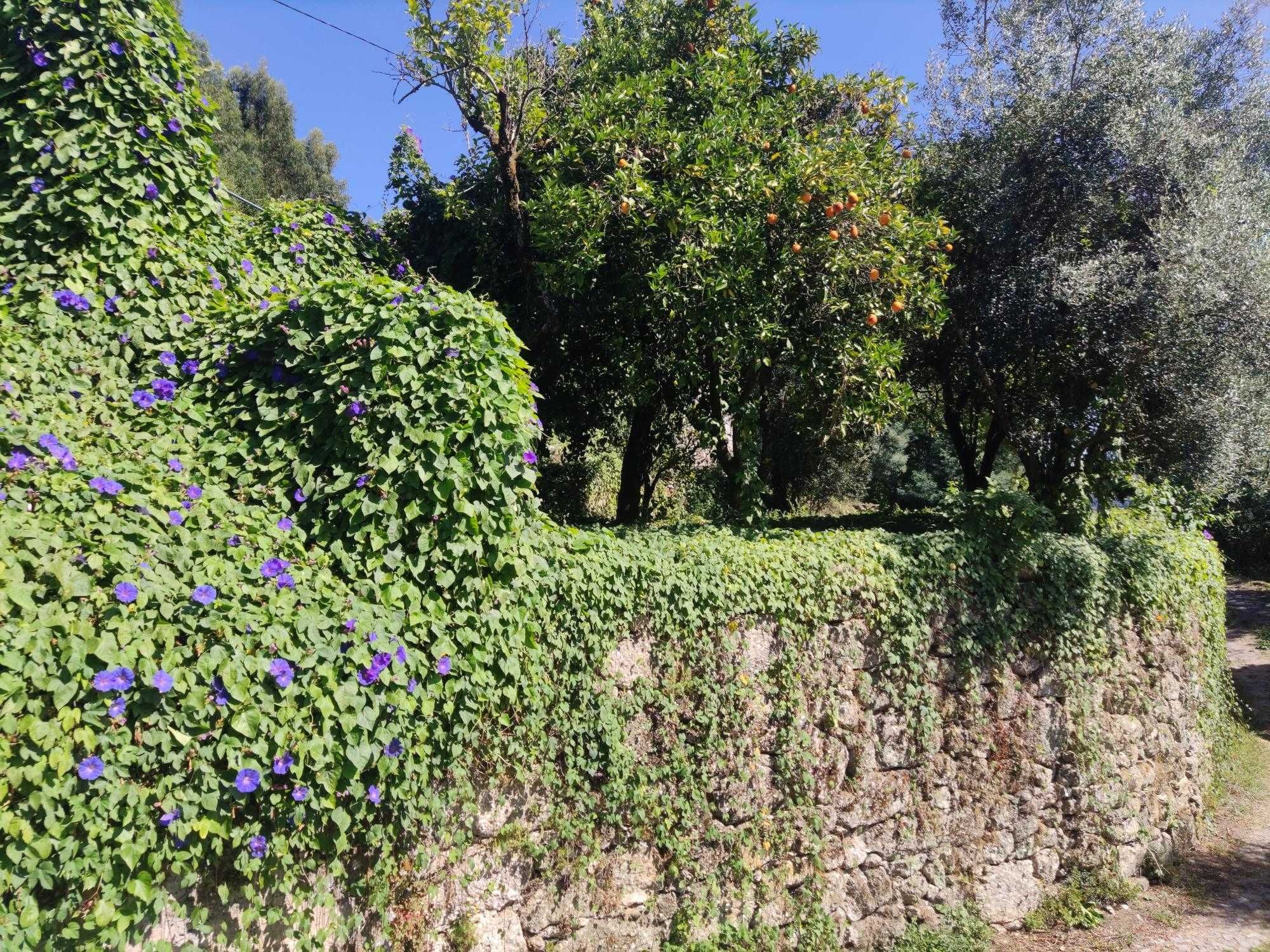 Terreno com duas casas devolutas
