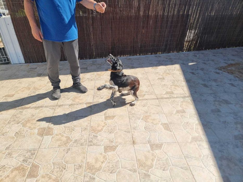 Beagle Bretão – Fêmea – 2014 – Muito meiga e carinhosa