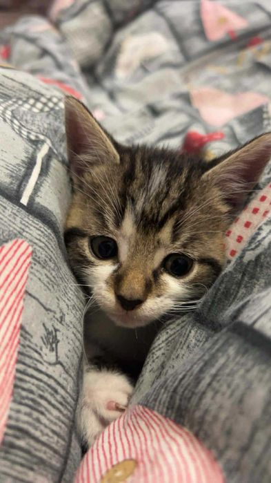 Oddam w dobre ręce kotki