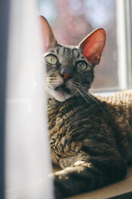 Kot Julian Cornish Rex oddam za darmo