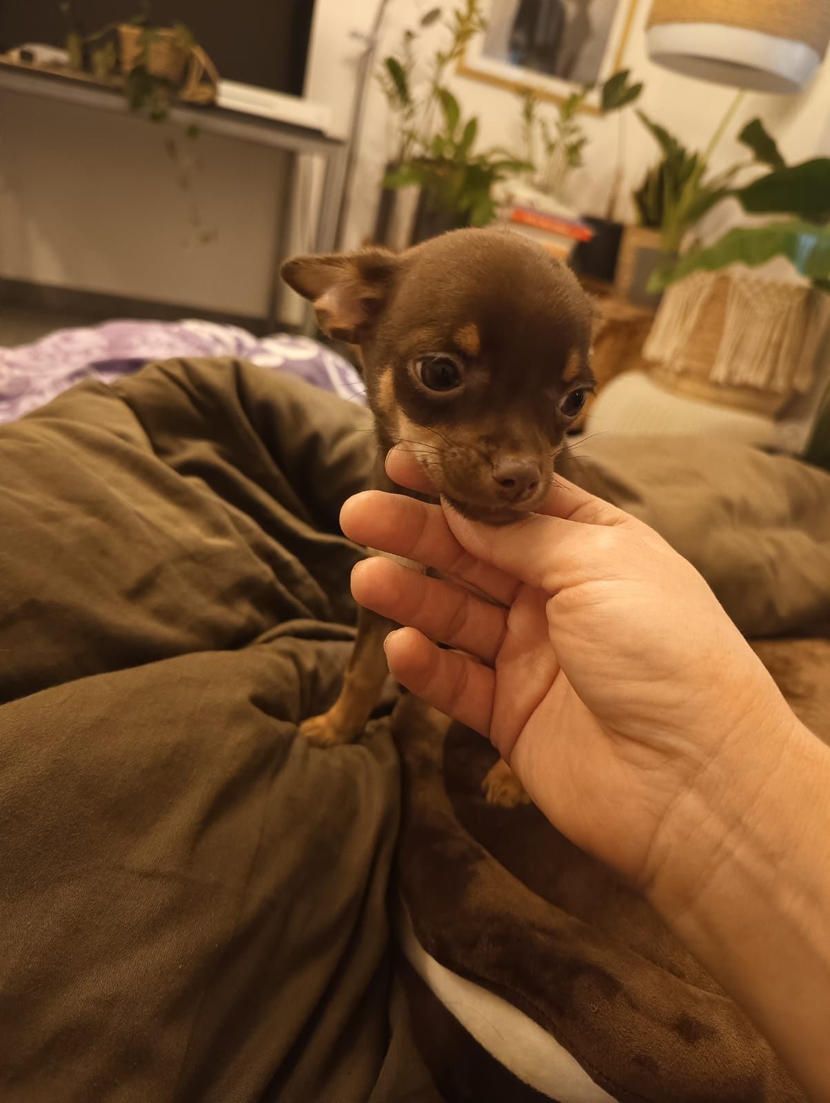 Chihuahua czekoladowy chłopczyk***