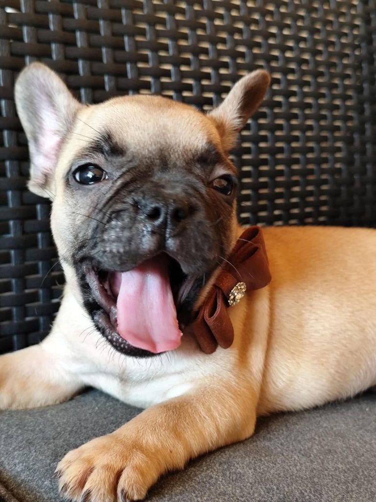 Buldog francuski piesek