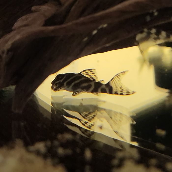 Zbrojnik Hypancistrus L333