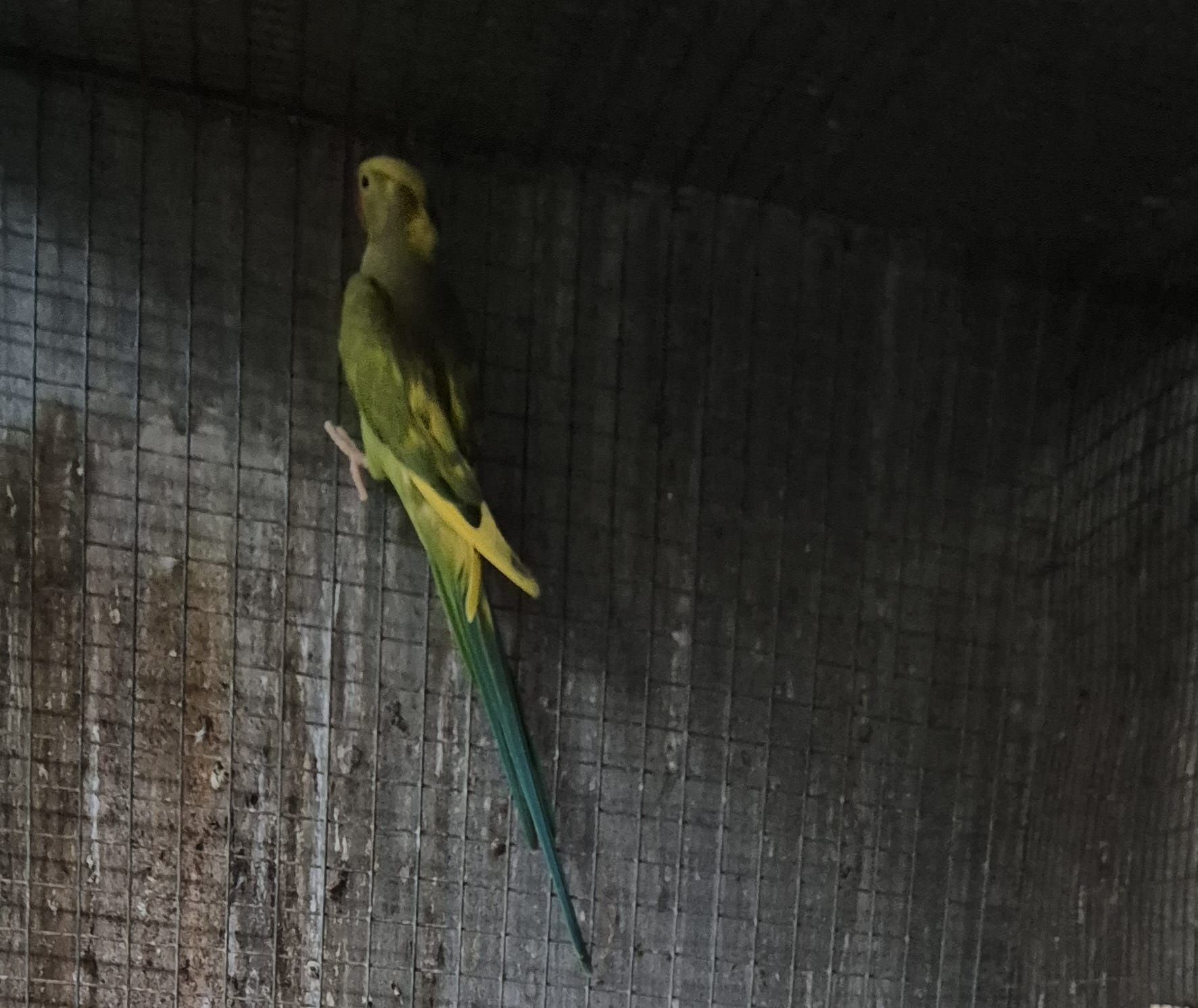 Ring neck, caturras, red rumped