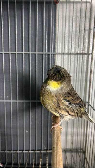 Vendo canários novos/ reprodutores