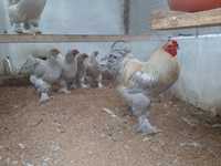 Ovos galados galinhas de raça