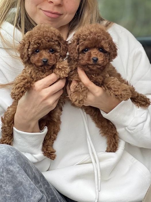 Редбраун темная карамель Мальтипу Ф2 !!!