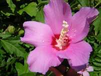 Ketmia syryjska Hibiscus sadzonki 1 m