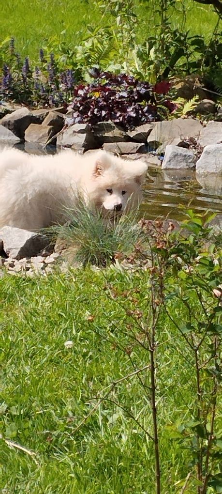 Akita Inu dugowłosy