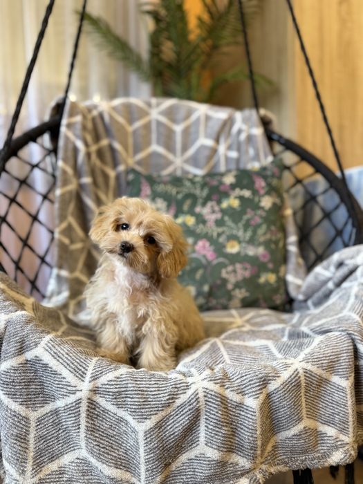 Maltipoo sunia F1 apricot biszkoptowa maltańczyk pudel dziewczynka