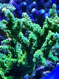 Koralowiec Acropora Toxic Green