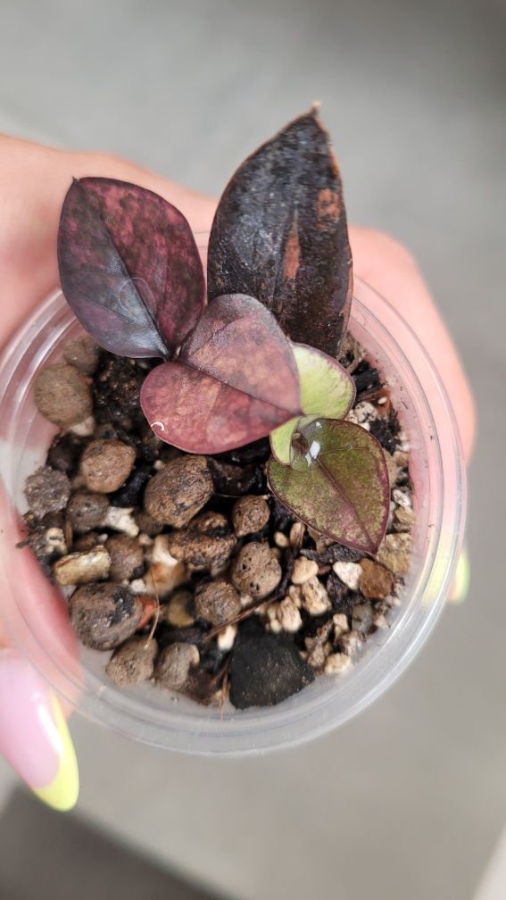 REZERWACJA Zamioculcas  / Zamiokulkas Raven Pink variegata