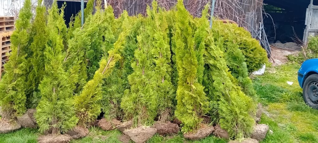 Thuja szmaragd 180/200 cm