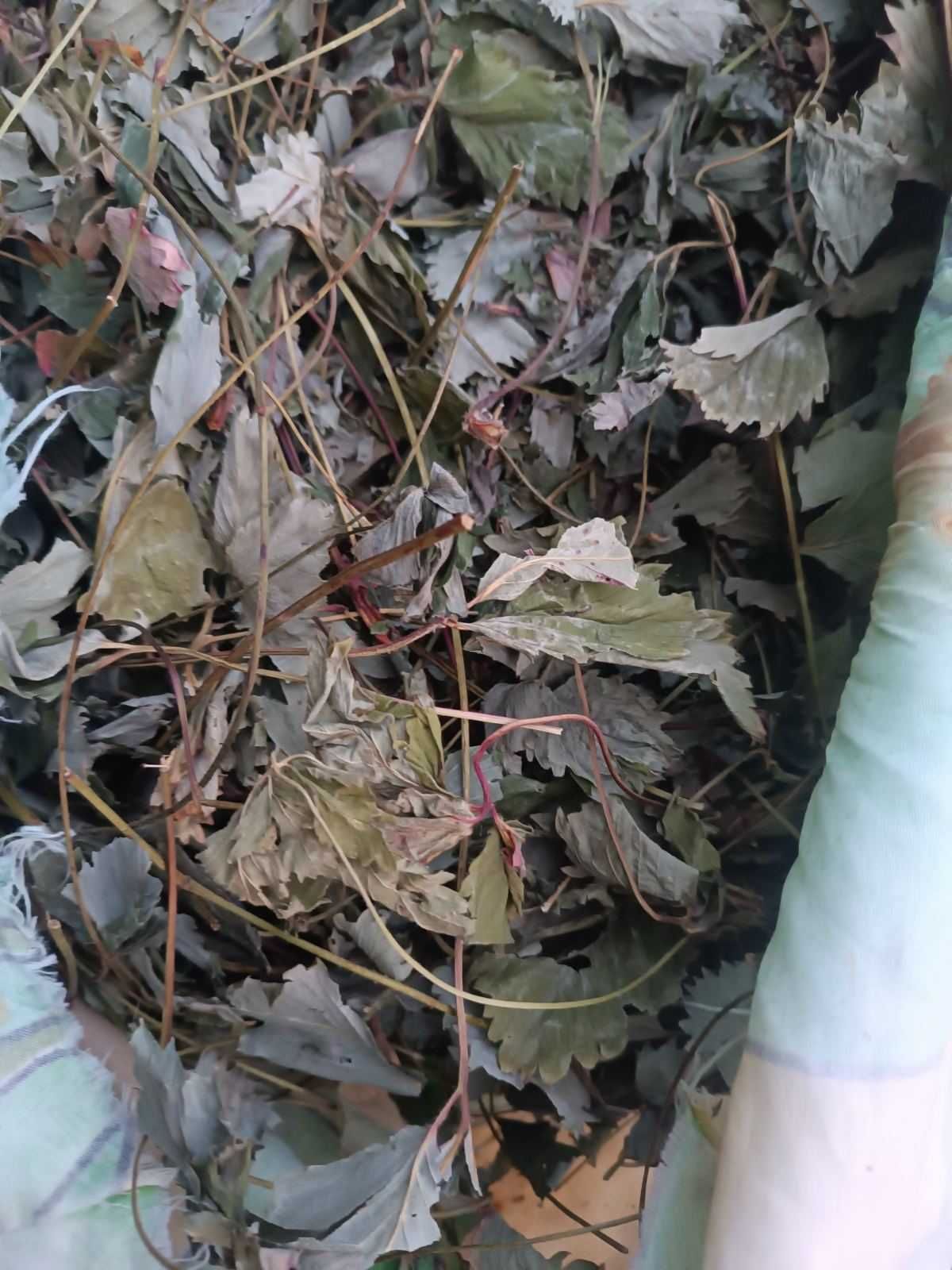 Продам лист клубники
