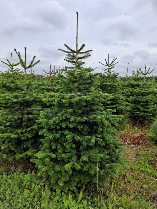 Jodła kaukaska 2.0-2.5m