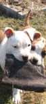 Amstaff szczenięta