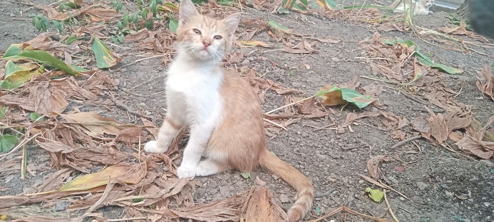 Віддам кошенят в добрі руки