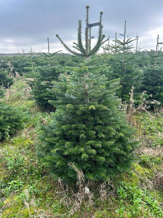 JODŁA KAUKASKA 100 - 220CM ! W Donicy ! Ukorzeniona Z Korzeniem! Jodla