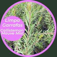 Limpa Garrafas Rosa (Callistemon "Mauve Mist")