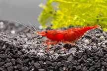 Neocaridina Fire Red