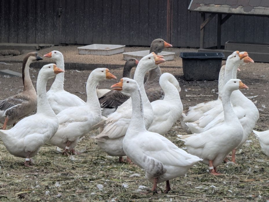 Tuszki z gęsi na zapisy