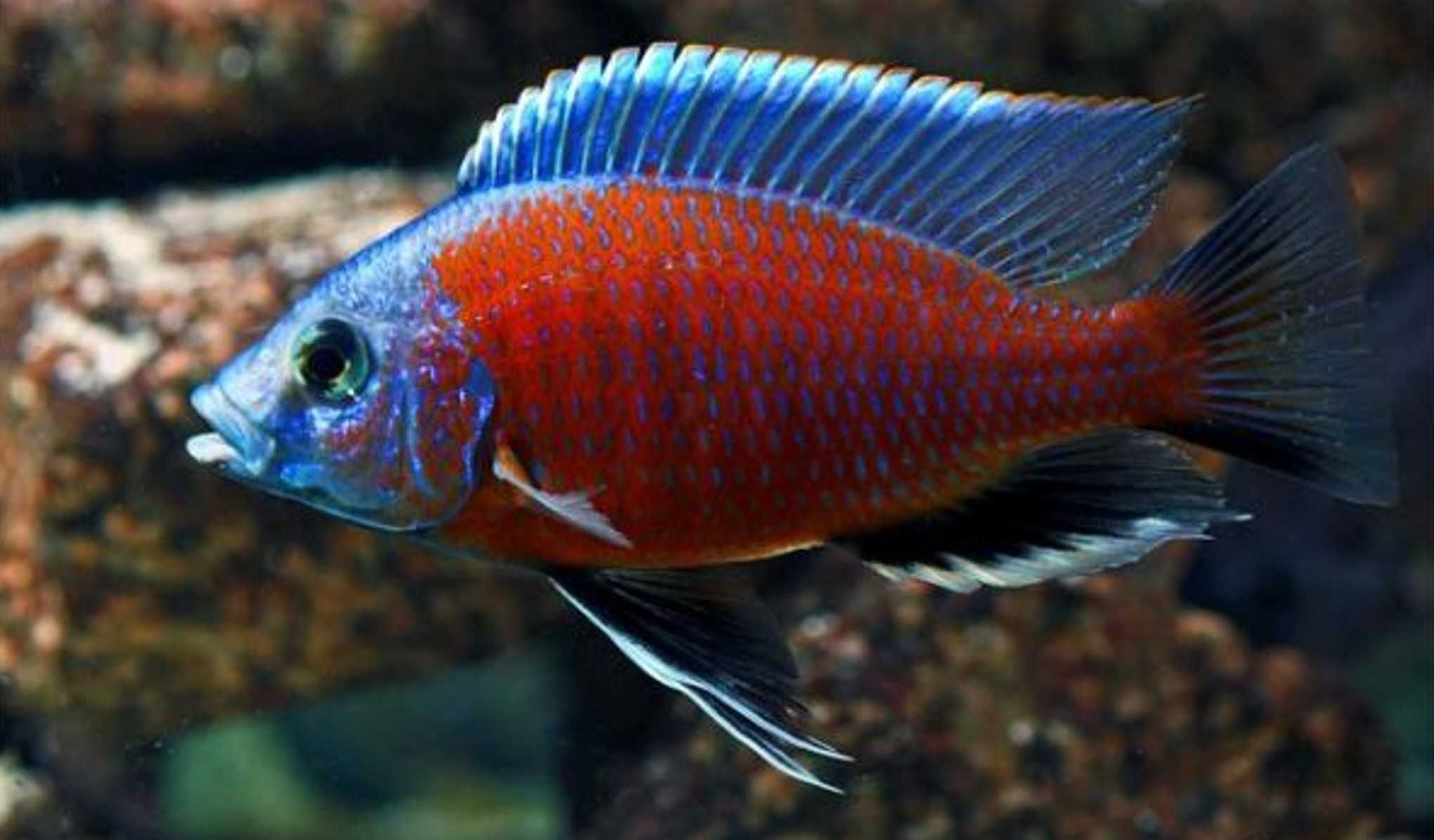 Pyszczak Borleya - Copadichromis borleyi - dowozimy, wysyłamy