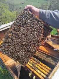 Бджолопакети, пчелопакети, Карпатська, Карніка, Бакфаст породи