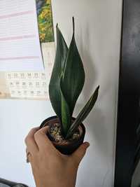 Sansevieria +gratis