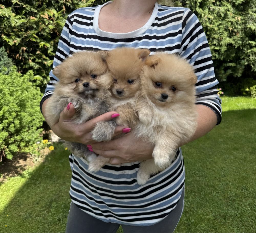 Szpic miniaturowy pomeranian piesek w typie misia