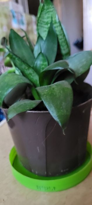 Продам комнатные цветы