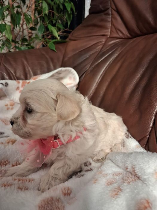 Maltipoo Piękna Suczka