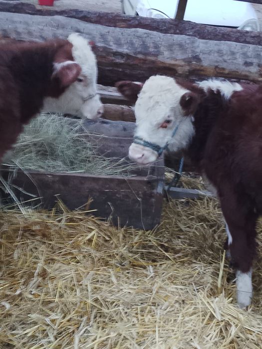 Hereford 2 szt na rozpłodnika klienta tuczu