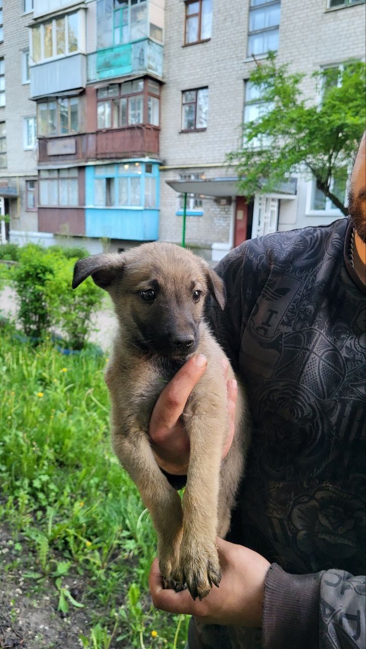 Цуценята шукають домівку. Безпородні.