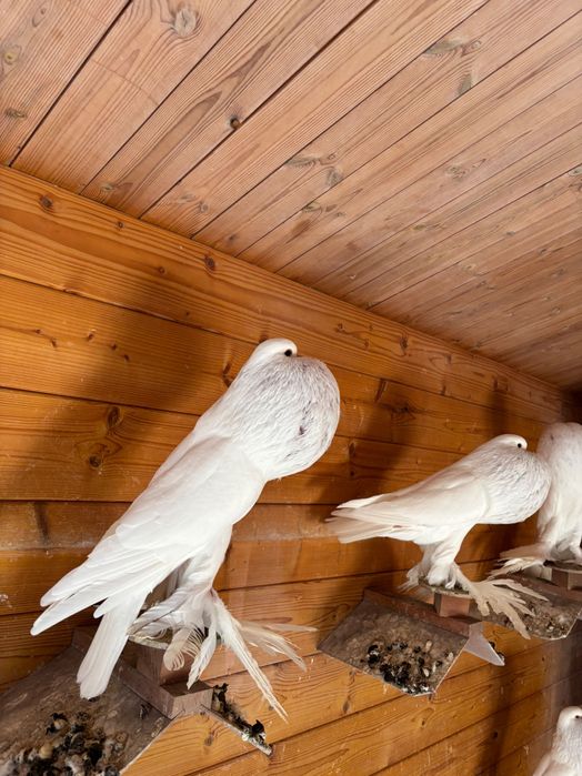 Garłacz, garłacze pomorskie