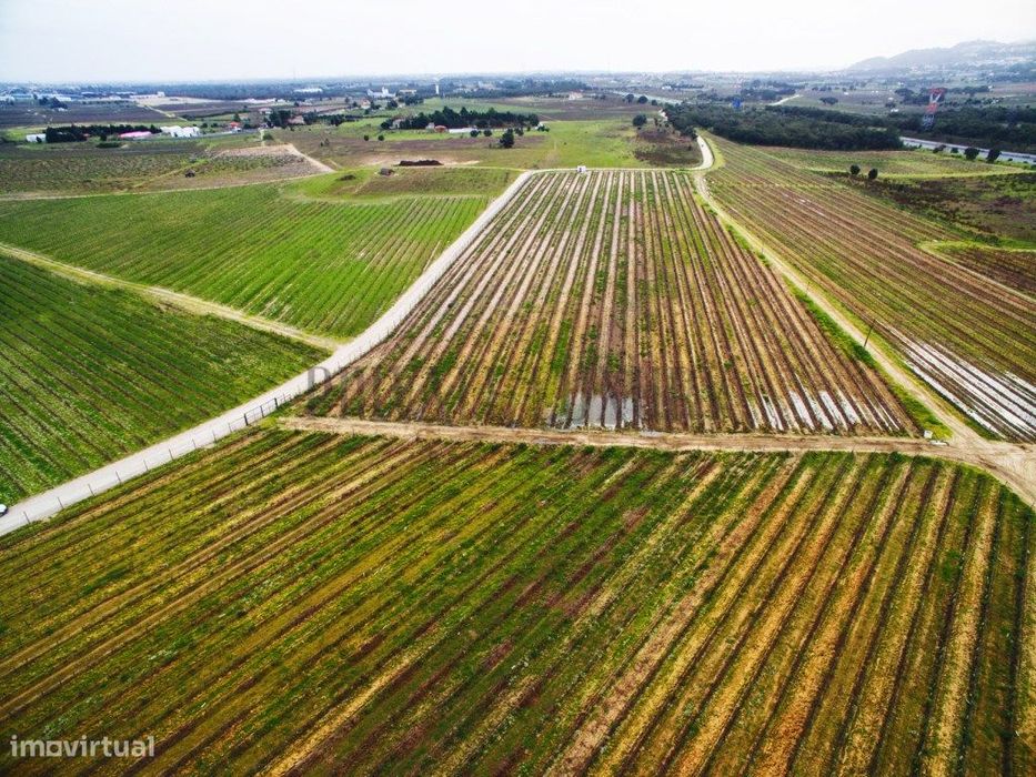 Vinhas Península de Setúbal, casas, anexos e armazém, 45Ha.
