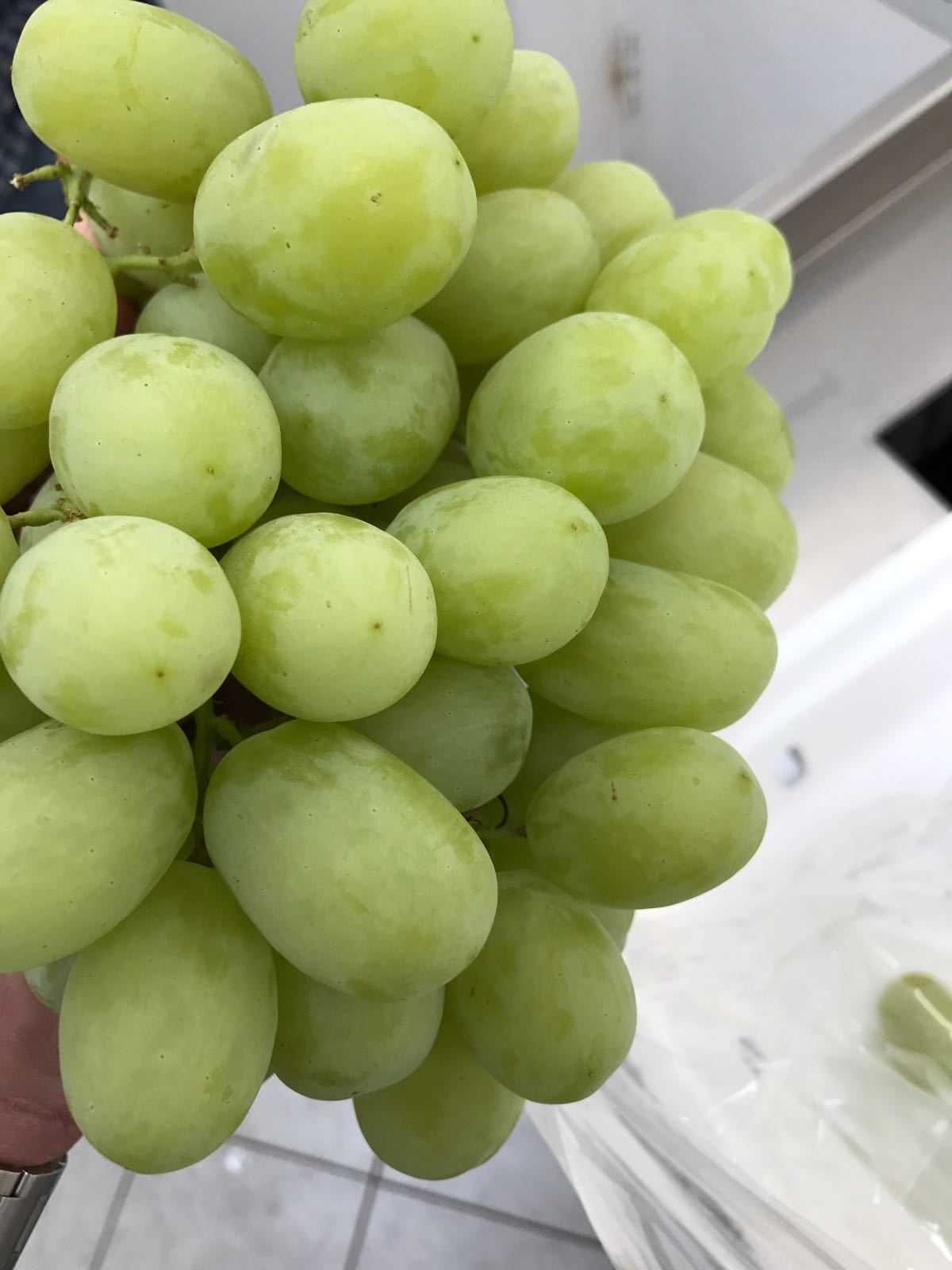 6 winogron na długie owocowanie. Sadzonki winorośli.