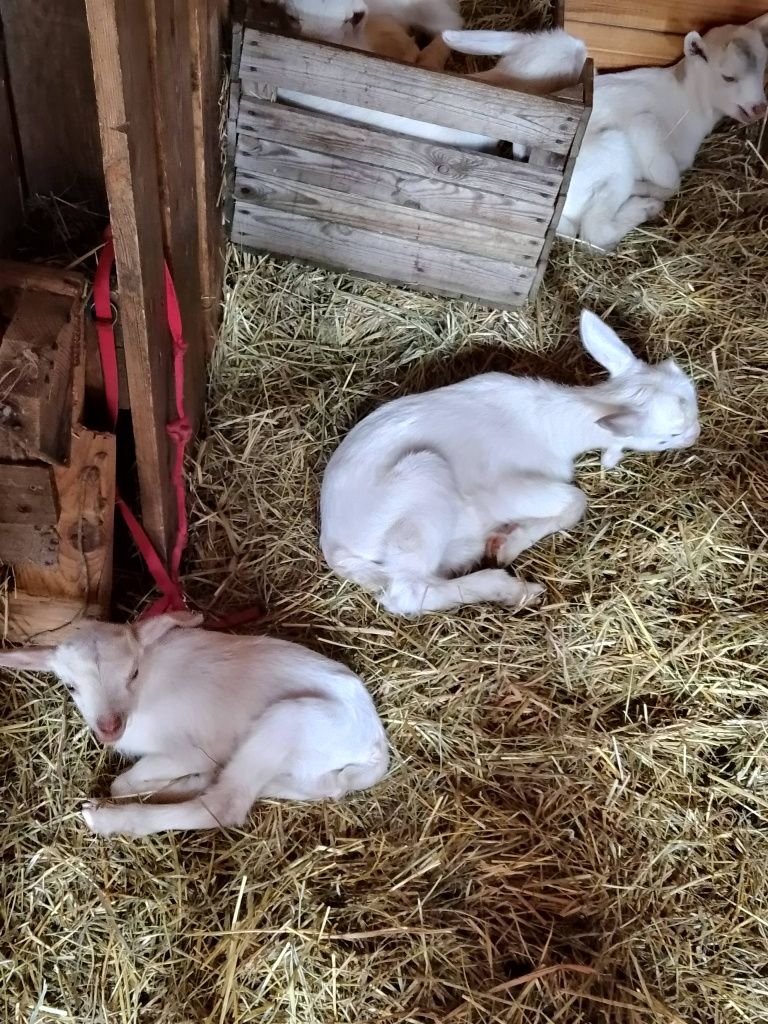 Kózki, koziołki  po mlecznych matkach