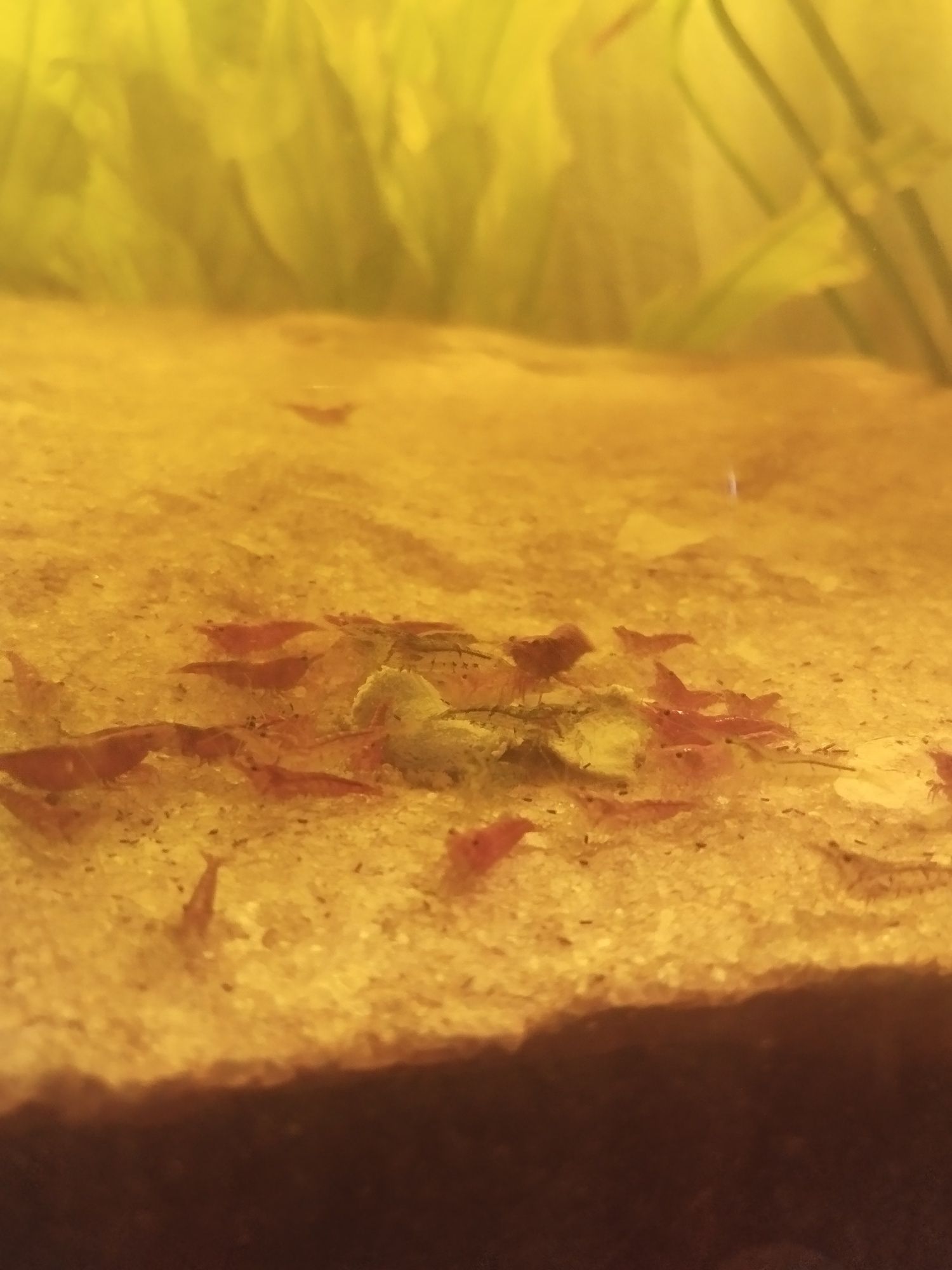 Neocaridina Davidi (vermelho)