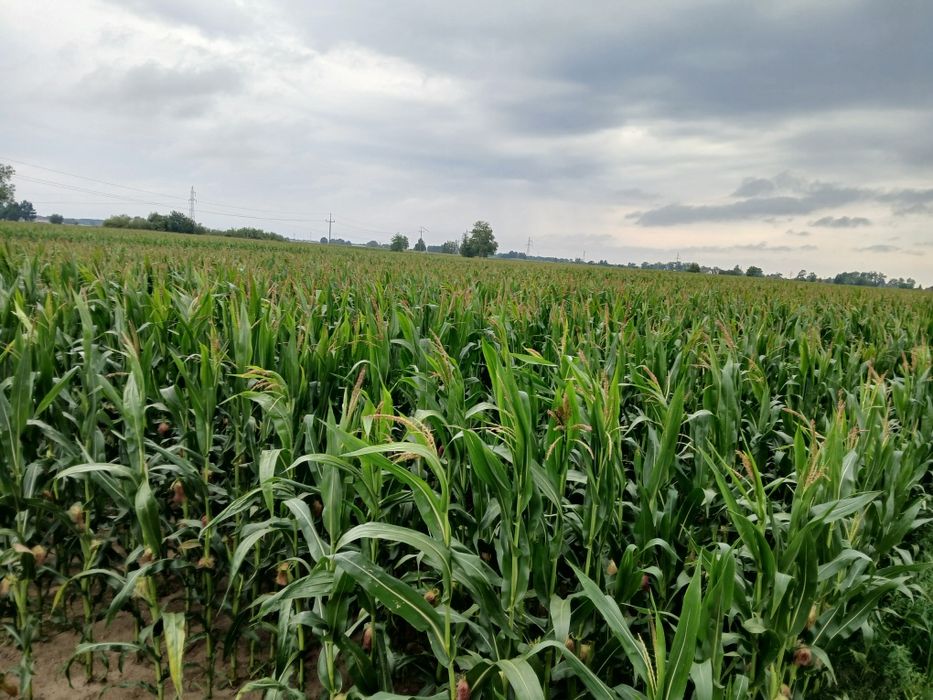 Sprzedam ziarno kukurydzy do kiszenia kukurydza ziarno