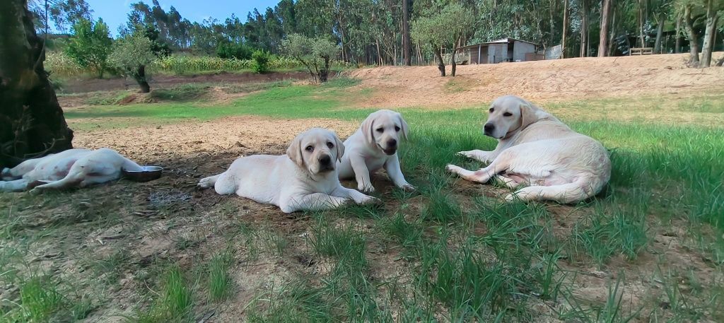 Labrador Retriever