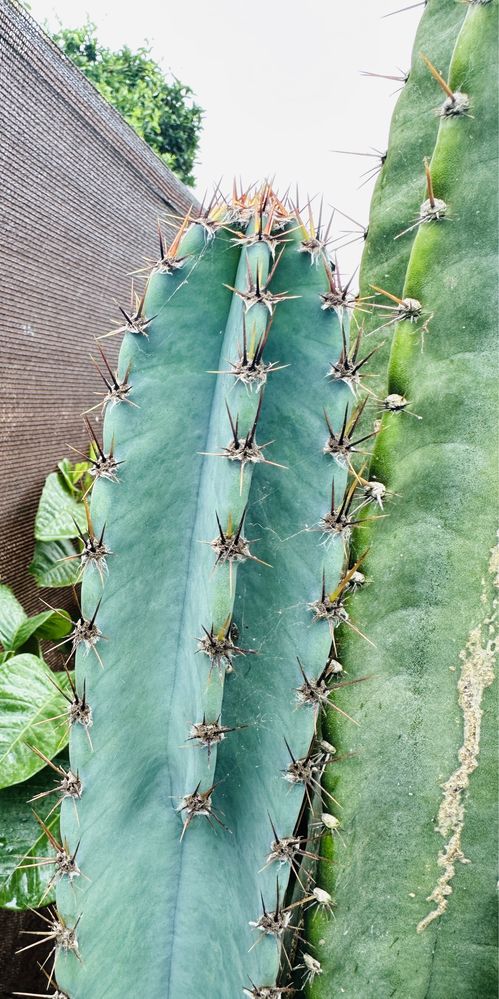 Cacto Cereus Peruvians azul dá fruto até 50cm