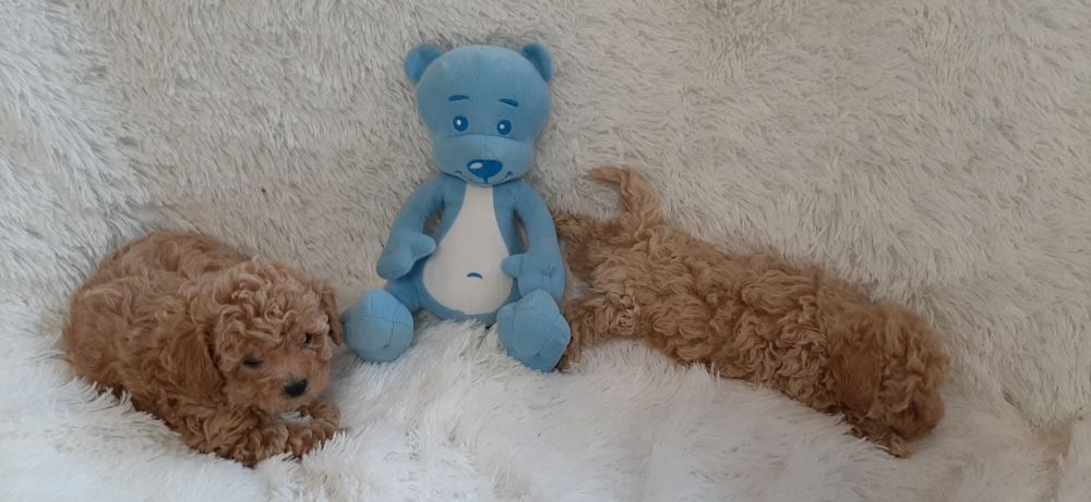 Bichpoo Maltipoo Poochon Pudelek