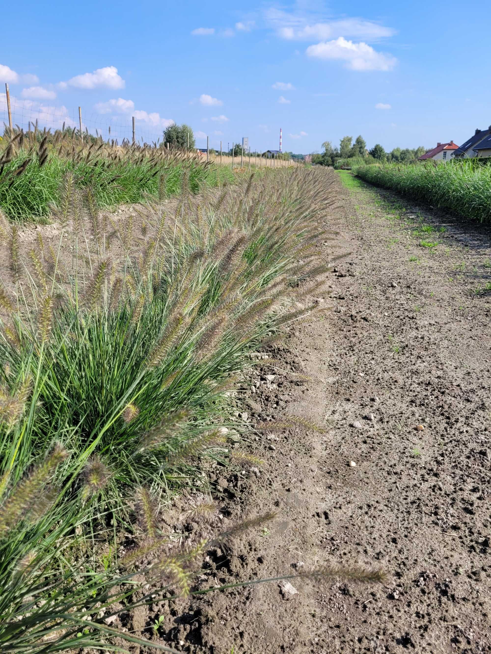 Rozplenica japońska Hameln piórkówka efektowna P9