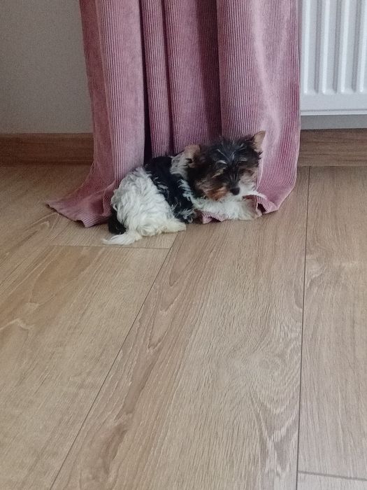 Biewer Yorkshire terrier