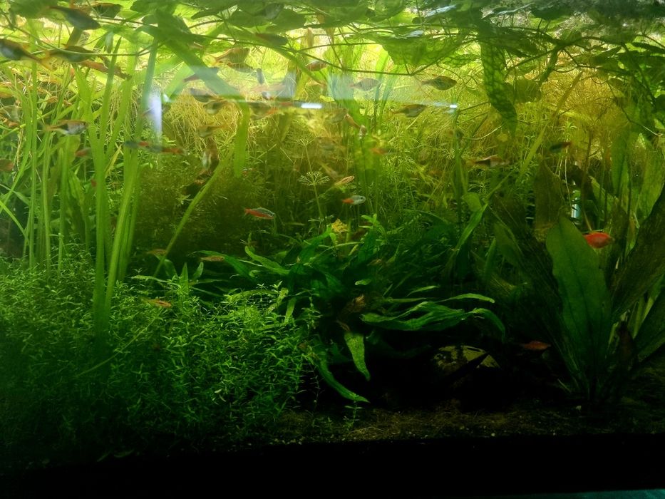 Roślinki do akwarium